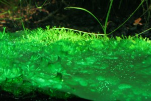 Сине-зелёная водоросль – спасение для всего человечества